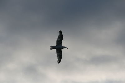 Low angle view of eagle flying against sky