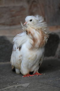 Close-up of a white jacobin pigeon