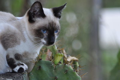 Close-up of cat