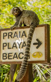 View of a sign with monkey