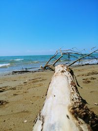 Driftwood on beach against clear blue sky