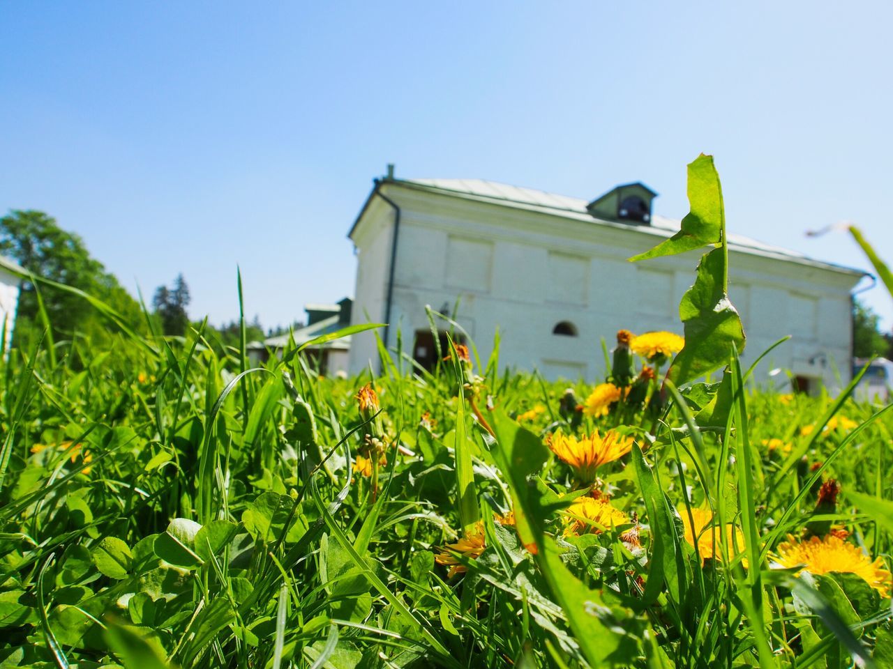 building exterior, architecture, built structure, clear sky, plant, yellow, growth, flower, green color, house, field, copy space, nature, sky, day, freshness, blue, sunlight, outdoors, beauty in nature