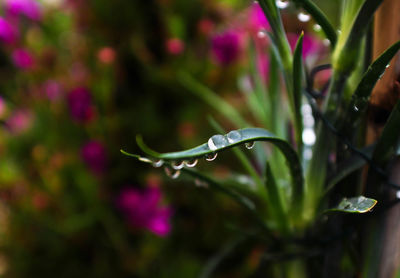 Close-up of plant against blurred background