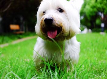 Close-up of dog on grassy field