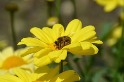 Close-up of bee pollinating on yellow flower