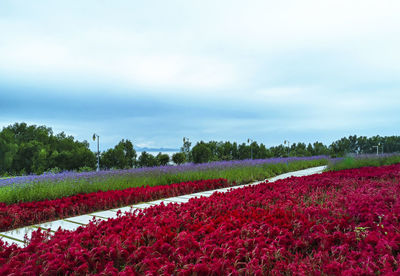 Red flowering plants on field against sky