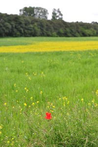 Yellow flowers growing in field