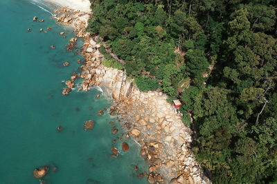 Aerial view of trees at beach 