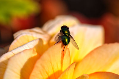 Close-up of fly on flower
