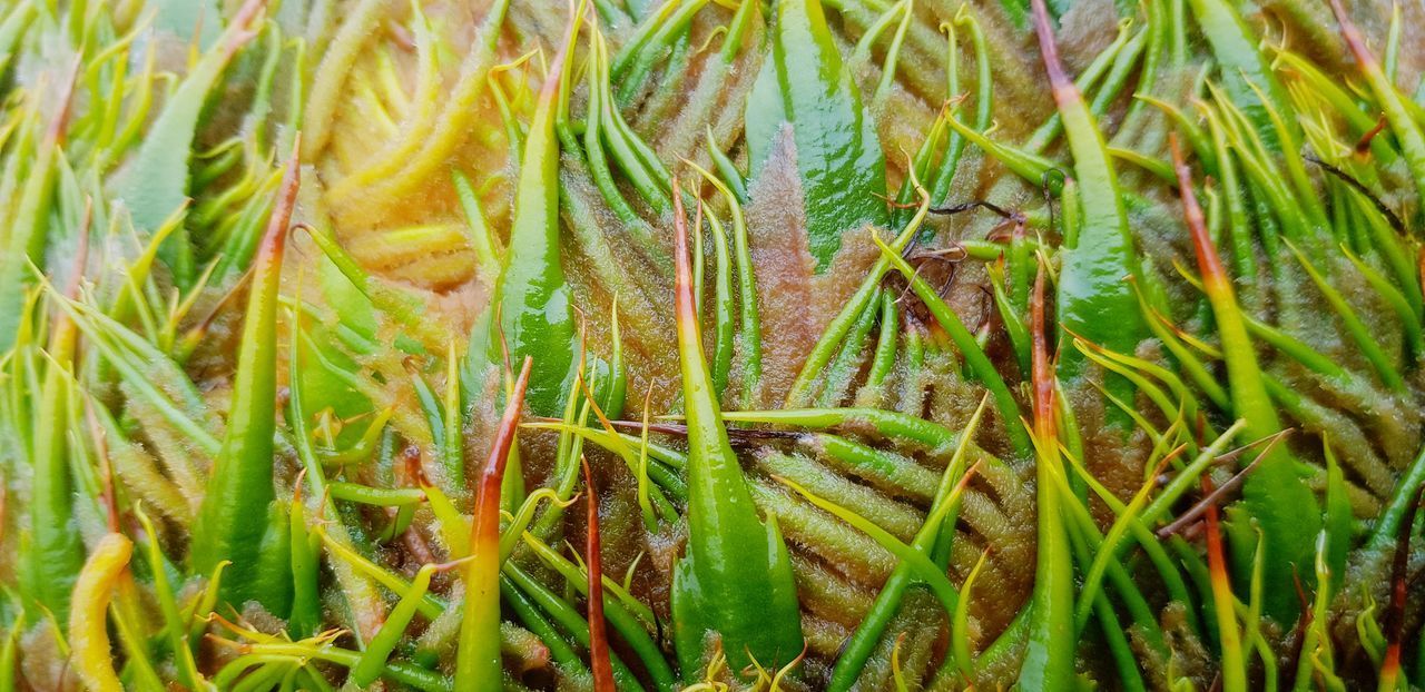 CLOSE-UP OF FRESH GREEN GRASS