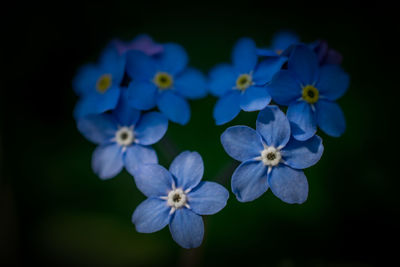 Close-up of flowers blooming outdoors