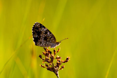 Close-up of butterfly pollinating on flower