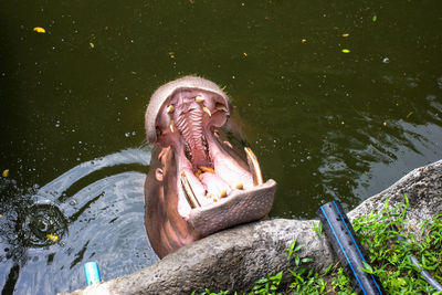 High angle view of young woman in water