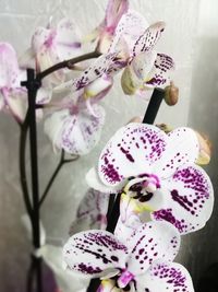 Close-up of fresh white orchids