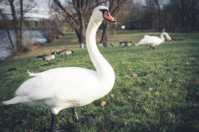 White swan in a field