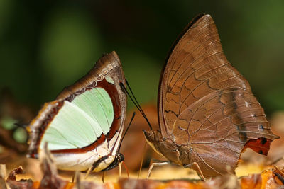 Close-up of butterflies on leaf