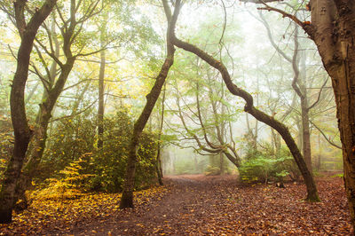 Trees in a forest