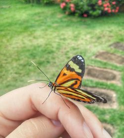 Close-up of butterfly on hand