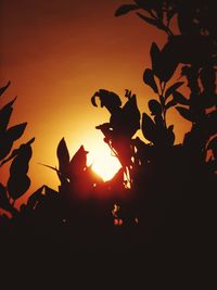 Silhouette leaves against sky during sunset