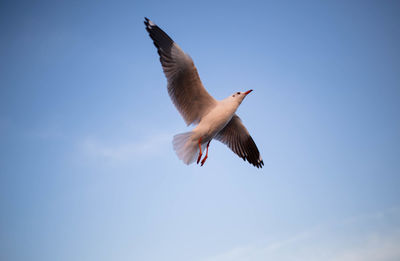 Low angle view of seagull flying in sky