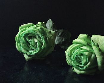 Close-up of leaves over black background