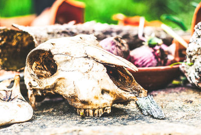 Close-up of animal skull on field