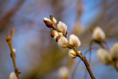 Close-up of flowering pussy willow 