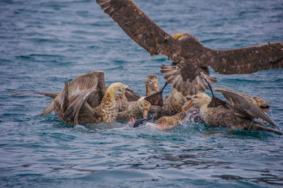 Skuas hunting adelie penguin in sea