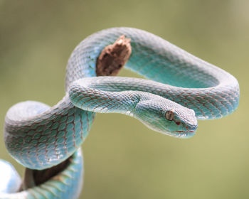 Close-up of snake