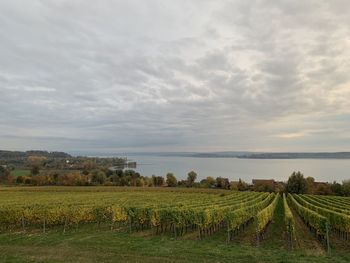 Scenic view of agricultural field against sky