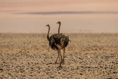 View of a bird on land