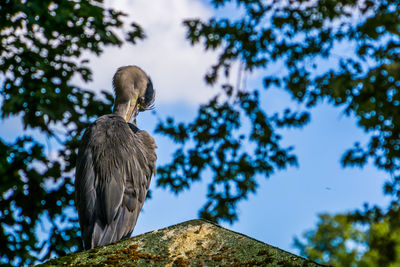 Low angle view of eagle perching on tree