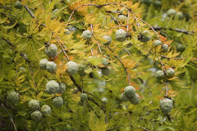 Close-up of fruits growing on tree