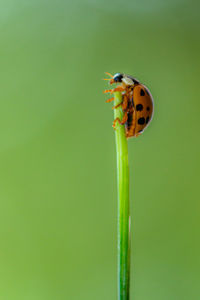 Close-up of ladybug on leaf