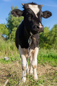 Portrait of cow on field