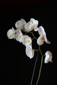 Close-up of white orchids against black background