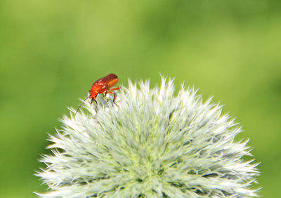 Close-up of insect on red flower