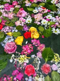 High angle view of purple flowering plants