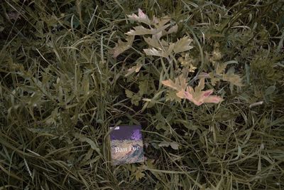 High angle view of purple flowers on field