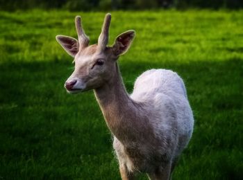 Portrait of deer standing on field
