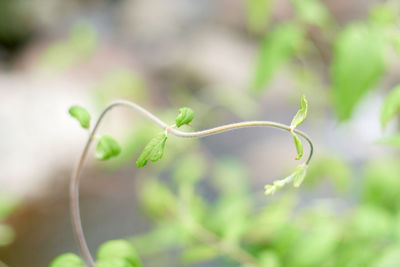 Close-up of plant