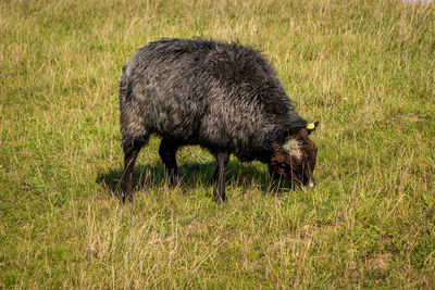 Domestic sheep grazing in the pasture.