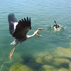 Birds flying over lake