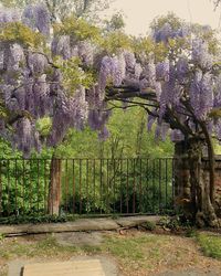 Trees growing in garden