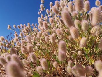 Low angle view of flowering plants on field against sky