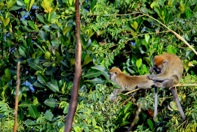 View of birds on tree
