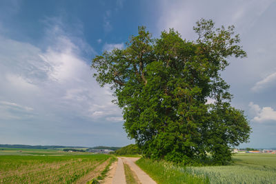 Tree by road against sky