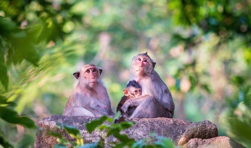 Monkey sitting on rock