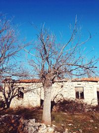 Bare tree against abandoned house against clear blue sky