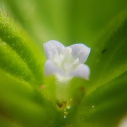 Close-up of wet flower